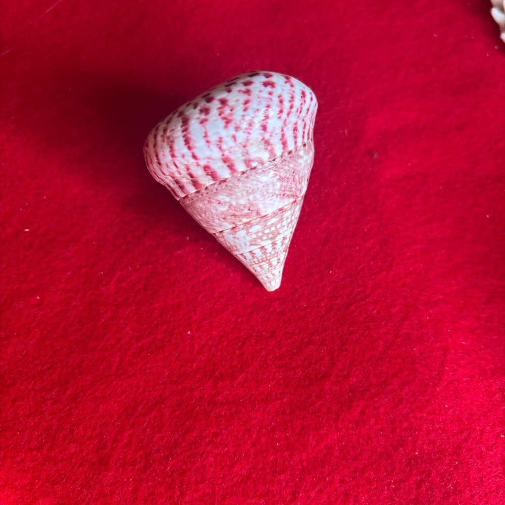 Assorted Seashell Collection - Picture 9 of 16